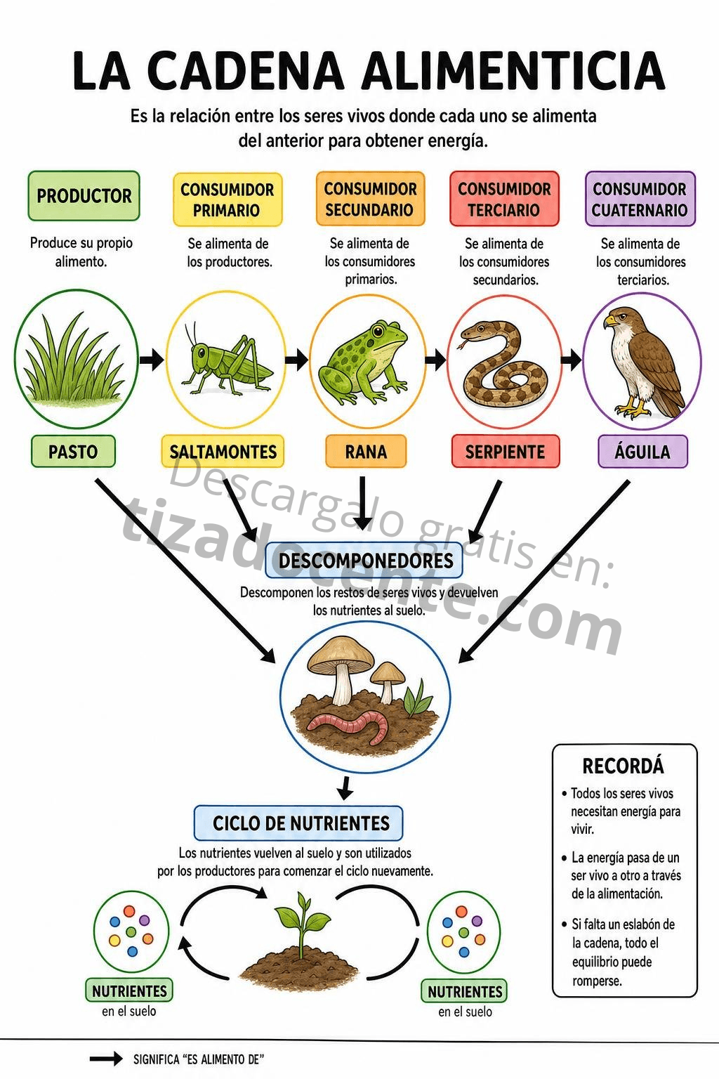Recurso cadena alimenticia