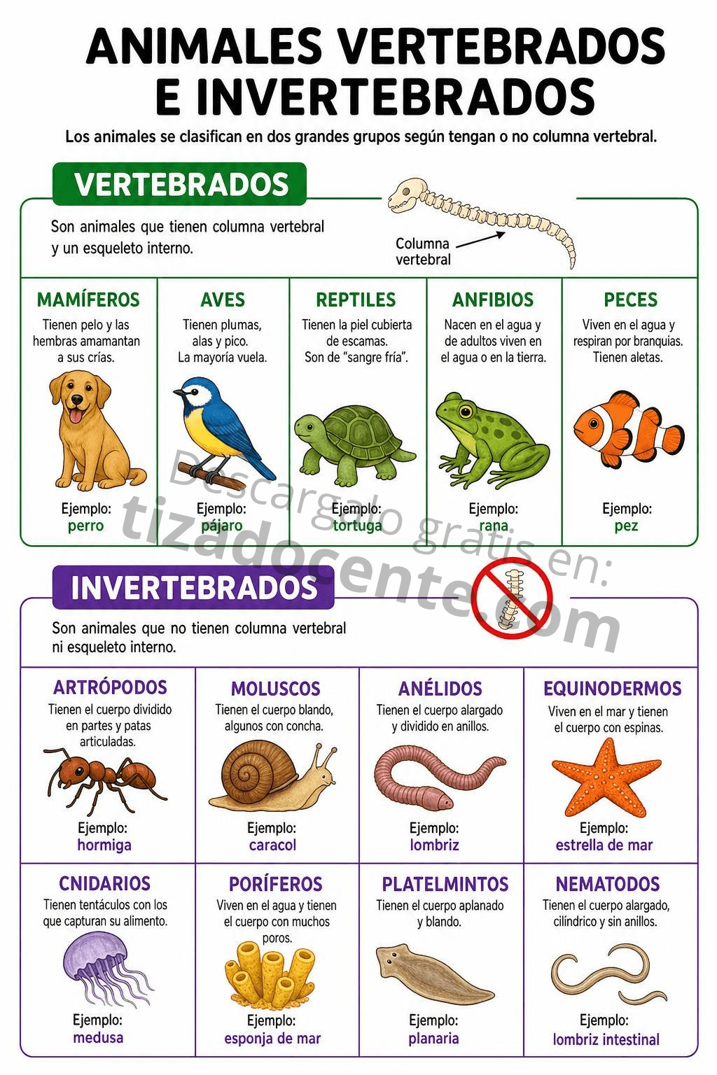 Recurso Animales Vertebrados e Invertebrados