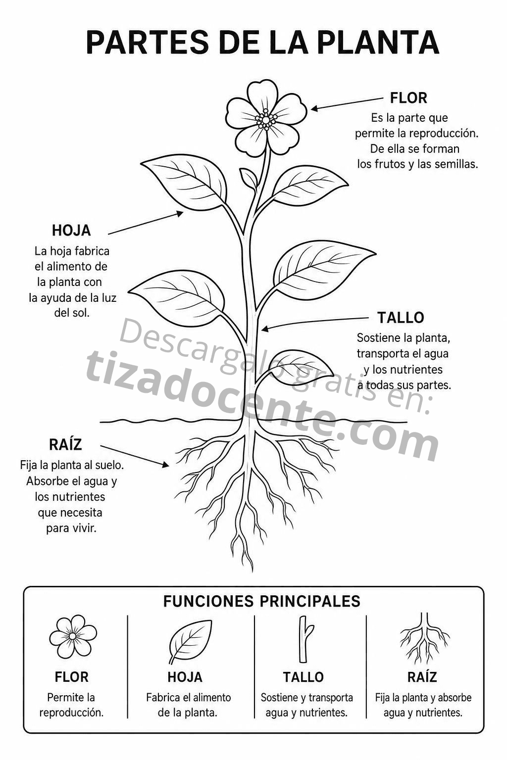 Recurso Partes de las Plantas