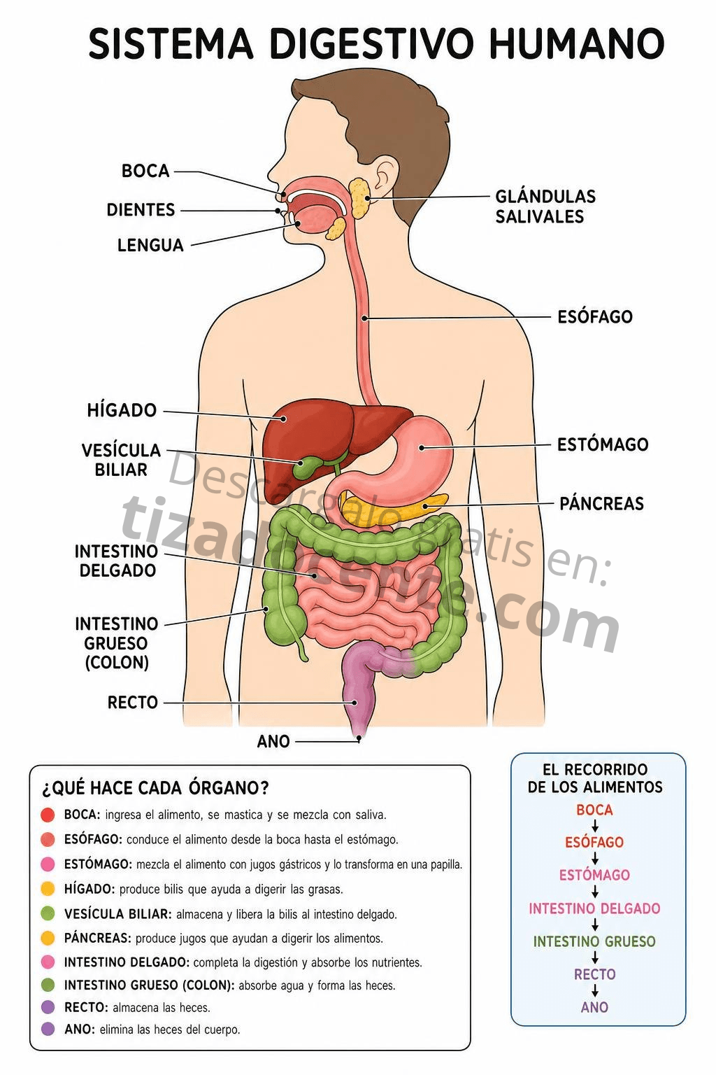 Recurso sistema digestivo humano