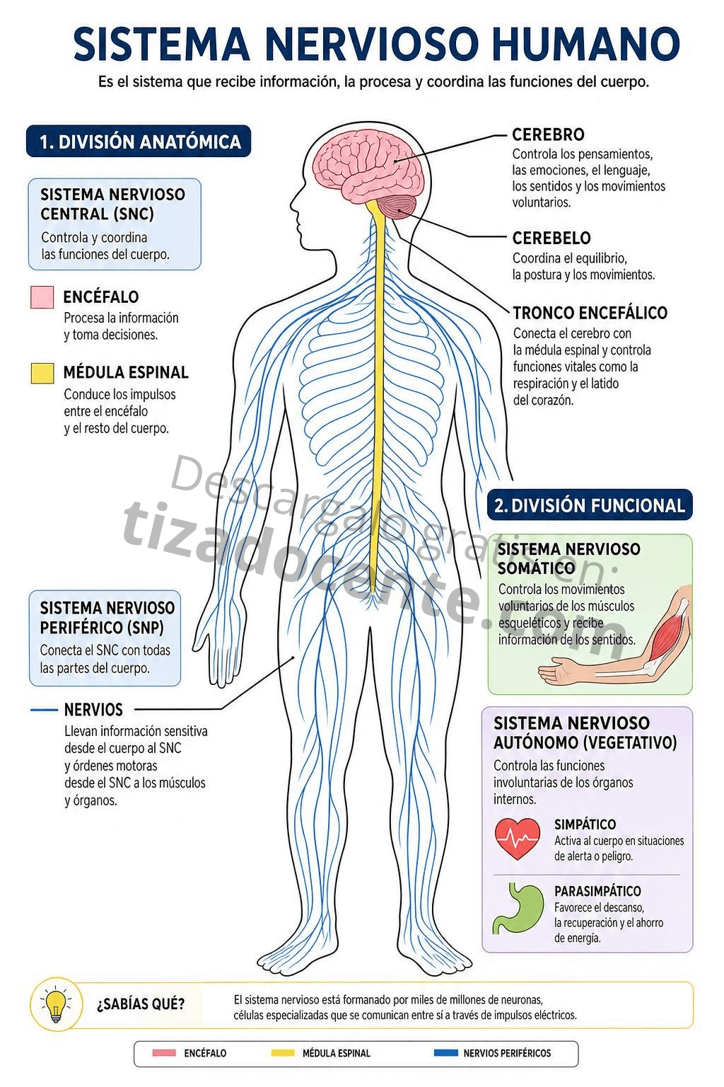 Recurso sistema nervioso humano